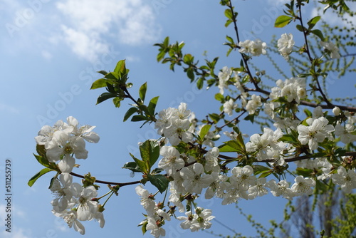 Sky and blossoming branches of cherry tree in April photo