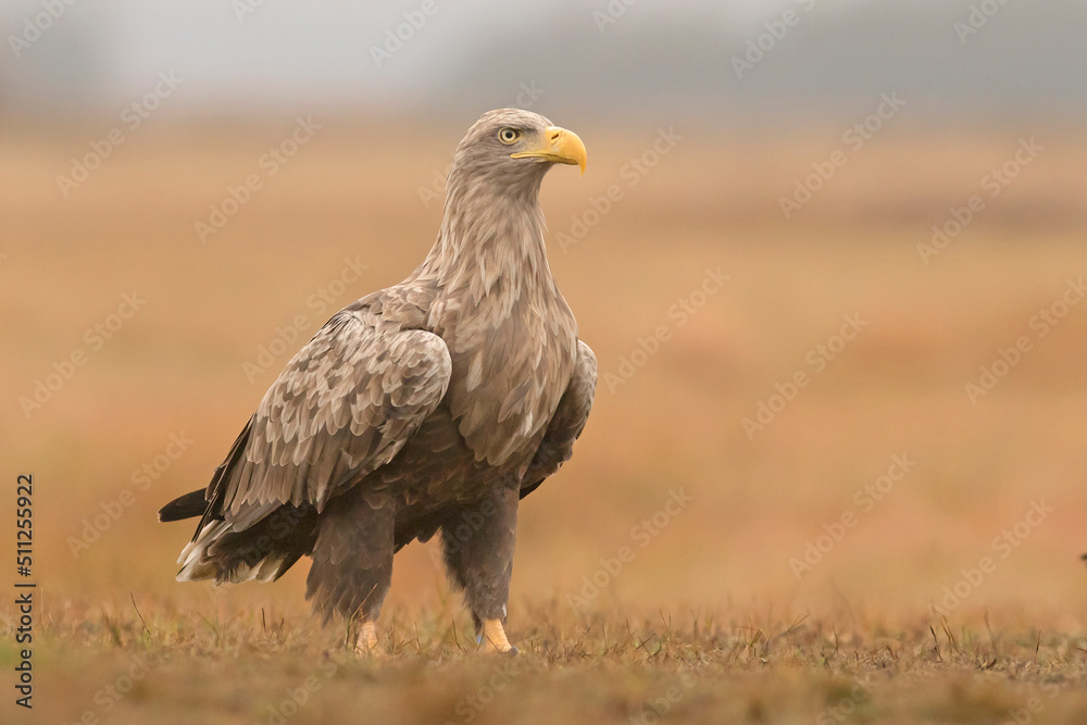 Bielik white-tailed eagle Haliaeetus albicilla - obrazy, fototapety, plakaty 