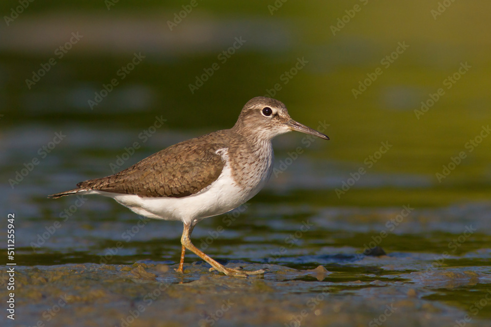 Brodziec piskliwy common sandpiper Actitis hypoleucos Brodziec piskliwy common sandpiper Actitis hypoleucos