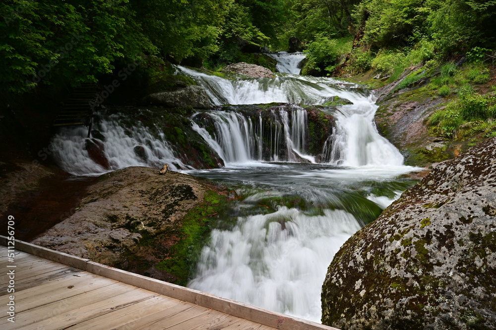 Obraz premium おしどり隠しの滝