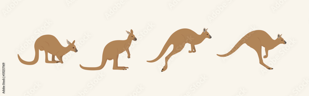 kangaroo (set of kangaroo illustration)