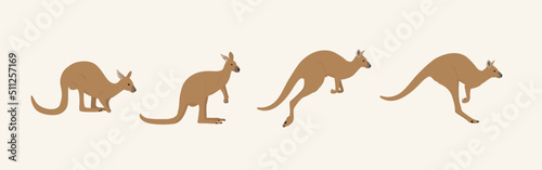 kangaroo  set of kangaroo illustration 