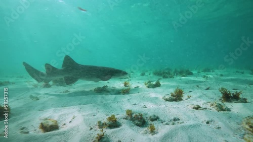Wallpaper Mural Nurse Shark Swimming Along Ocean Floor Underwater Shot Torontodigital.ca