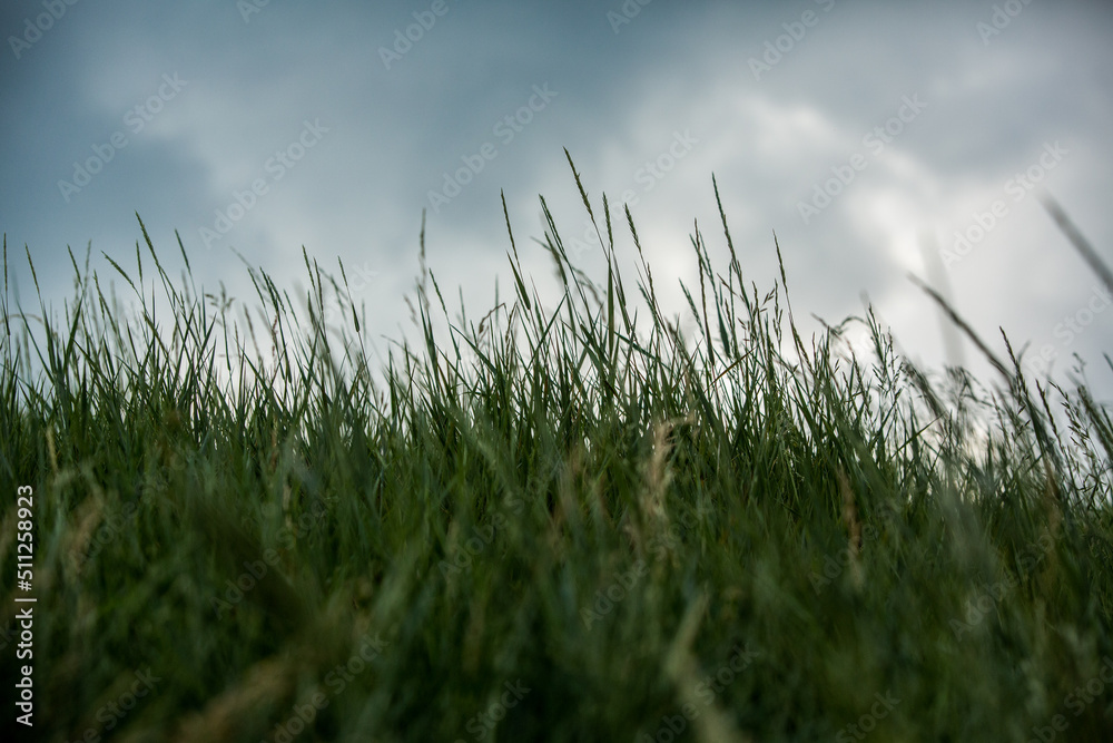Photo with green grass on dark sky background