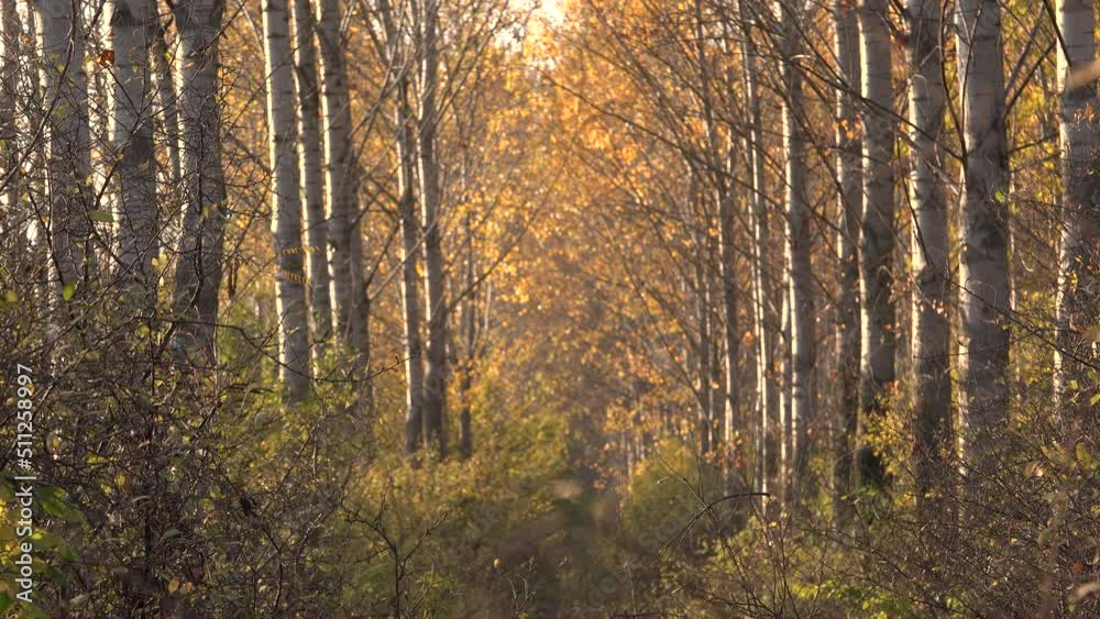 Cottonwood trees in forest in autumn Cottonwood trees in forest in autumn