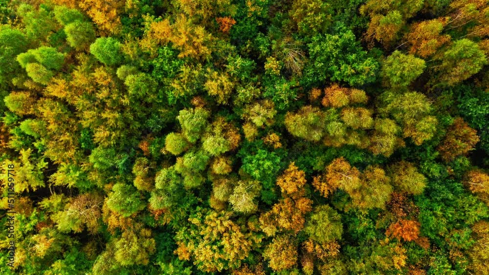 Wonderful forest in the autumn. Aerial view of wildlife. Wonderful forest in the autumn. Aerial view of wildlife.