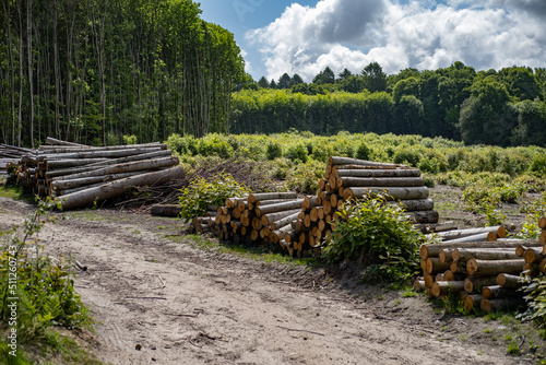 Chestnut coppice