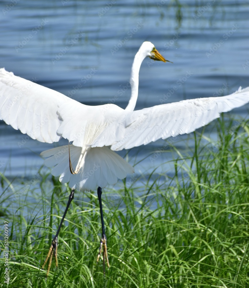 Obraz premium Great Egret