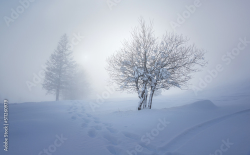 Winter at Soriska Planina © gljivec