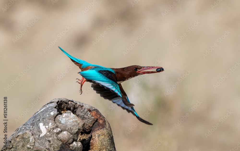 Ταπετσαρία Halcyon smyrnensis ; Turkish name is Izmir Kingfisher