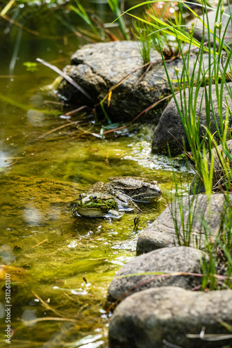 Two frogs Rana ridibunda  pelophylax ridibundus  sit on stones in pond against blurred background of stone shore. Selective focus. Close-up. Natural habitat. Nature concept for design
