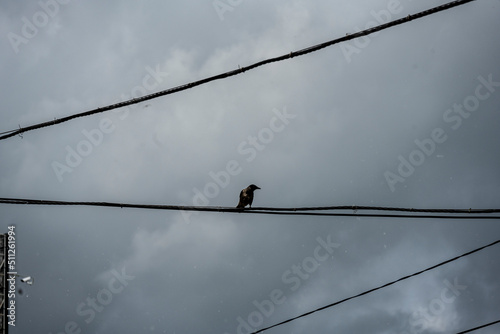 wild bird in natural conditions near the river