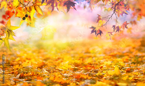 orange fall  leaves in park, golden autumn natural background