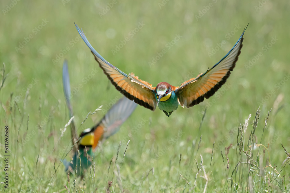 Fototapeta premium merops apiaster
