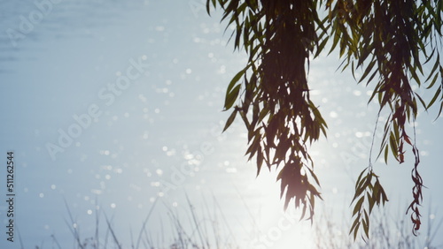 Weeping willow growing park pond. Bright sunlight reflecting lake surface. 