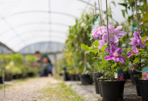 Potted purple clematis flowers in greenhouse photo