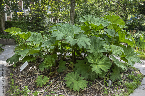 Canvas Print Giant rhubarb (Gunnera manicata, from Southeast Brazil) in Amsterdam oldest botanical gardens (1638)