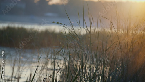 Closeup reed stems illuminated soft sunrise. Calm autumn morning on park lake.