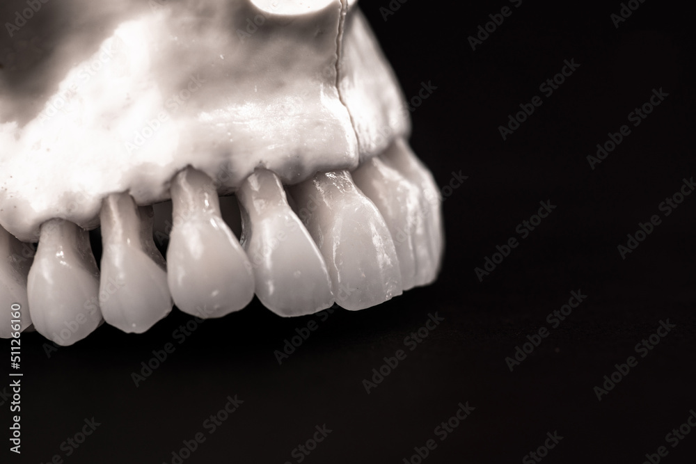 Obraz premium Lower human jaw with teeth anatomy model isolated on black background. Healthy teeth, dental care and orthodontic medical concept.