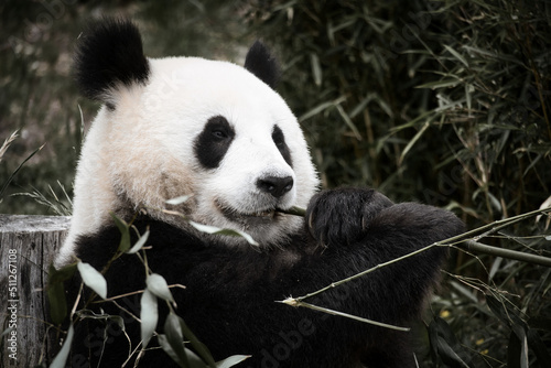 Fototapeta Naklejka Na Ścianę i Meble -  big panda sitting eating bamboo. Endangered species. Black and white mammal