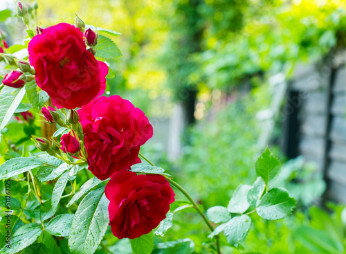  rose bush against the background of a wooden fence with free space for text