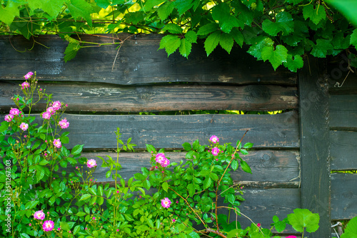 Photos rose bush against the background of a wooden fence with free space for text