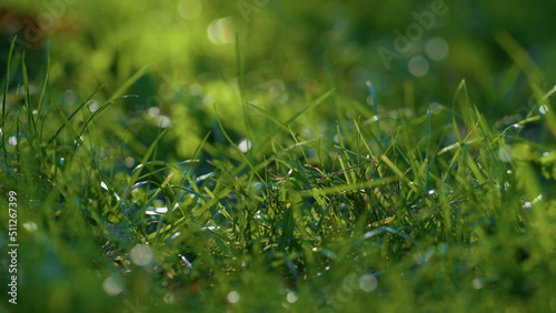 Wet green lawn autumn morning close up. Fresh lush grass covered clear dew.