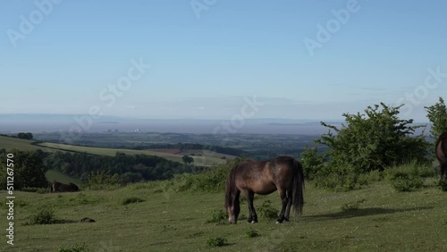 Quantock Hills Somerset pony view to Hinkley Point Nuclear Power Station in sunshine in Uk countryside photo