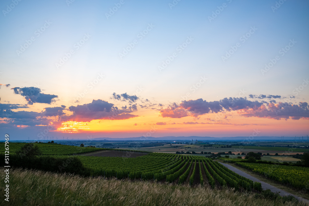sunrise over the vineyard