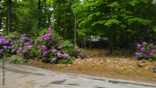 Wallpaper Mural Purple flowers in bushes in early June 2022. Torontodigital.ca