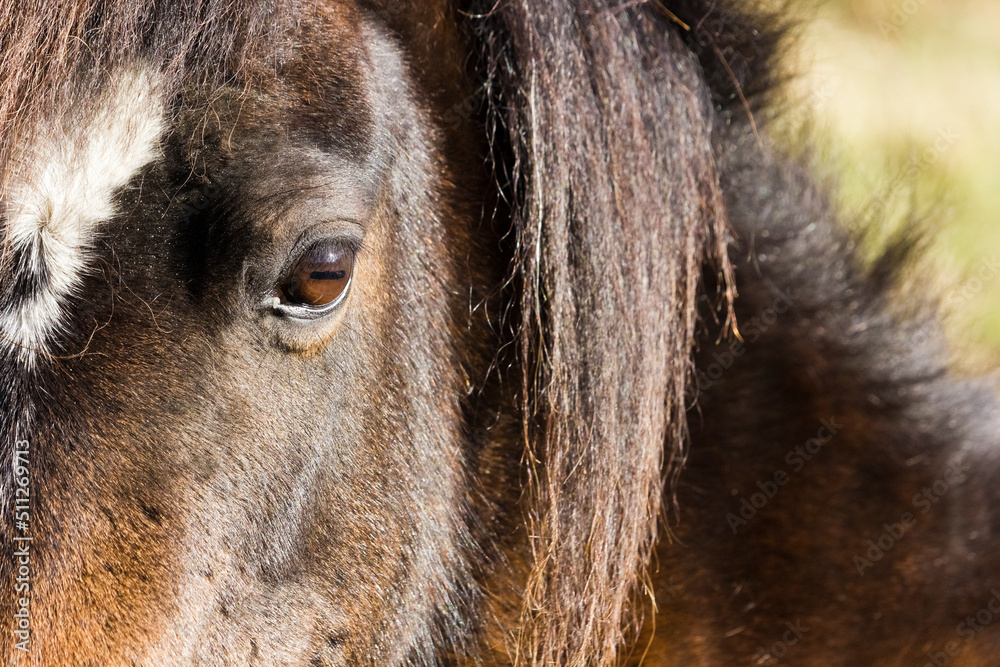 Portrait of a Welsh Mountain Pony mare