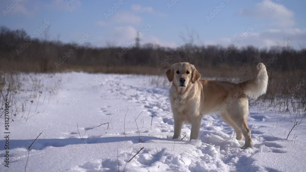 Golden retriever dog standing still on fresh snow during outdoor walk on nature