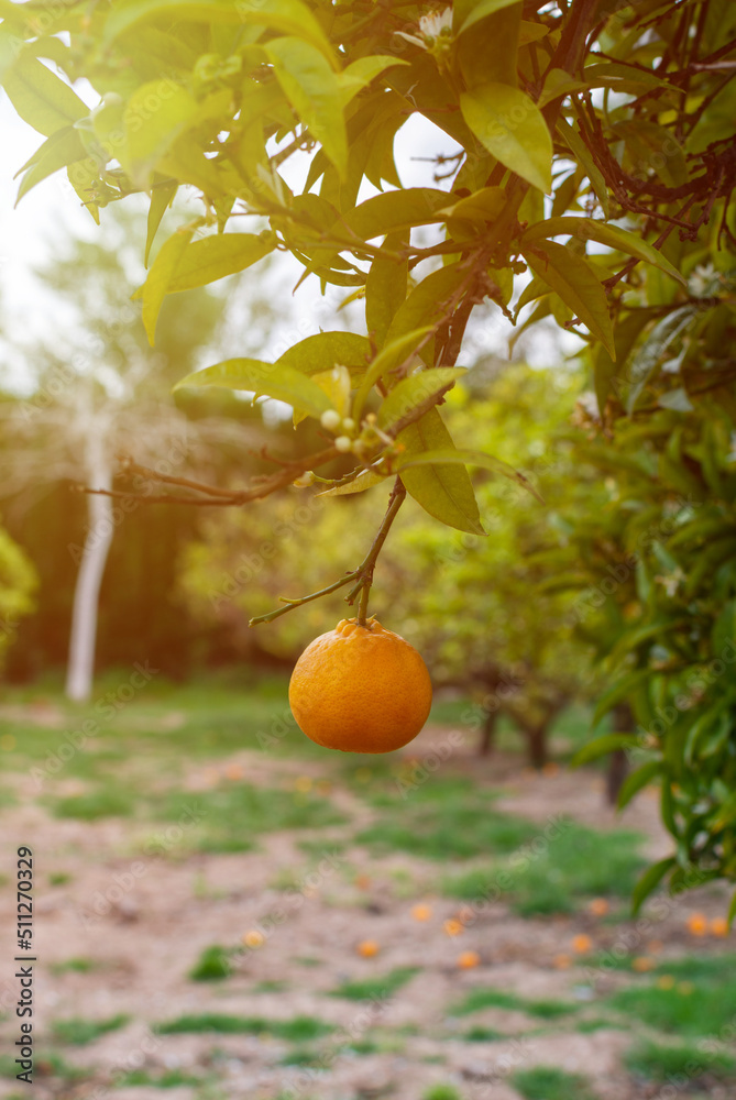 Close-up of a single orange hanging from a tree branch at sunset Close-up of a single orange hanging from a tree branch at sunset