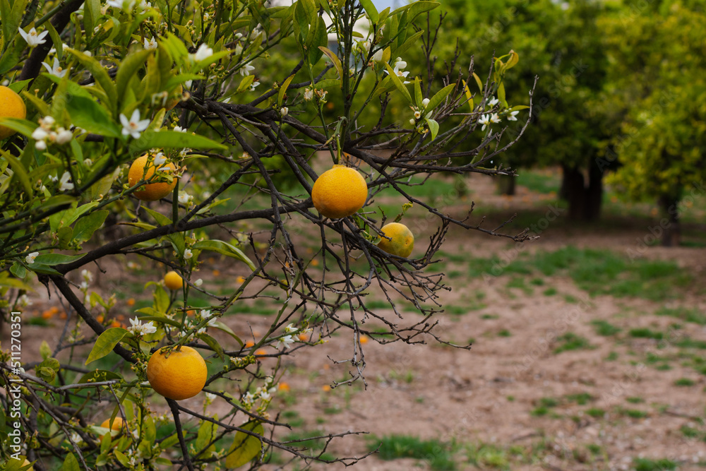 Close-up of a tree with ripe mandarin fruits in a large crop