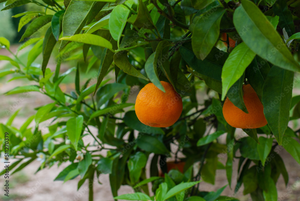 Close-up of an orange tree loaded with ripe fruit