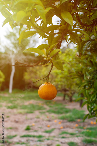 Close-up of a single orange hanging from a tree branch at sunset