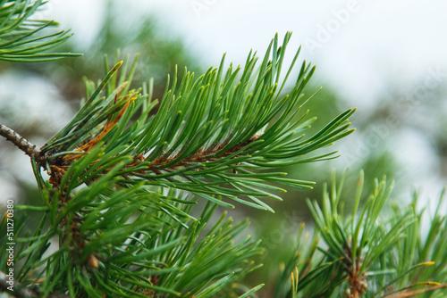 Closeup shot of pine branch with green conifer needles.