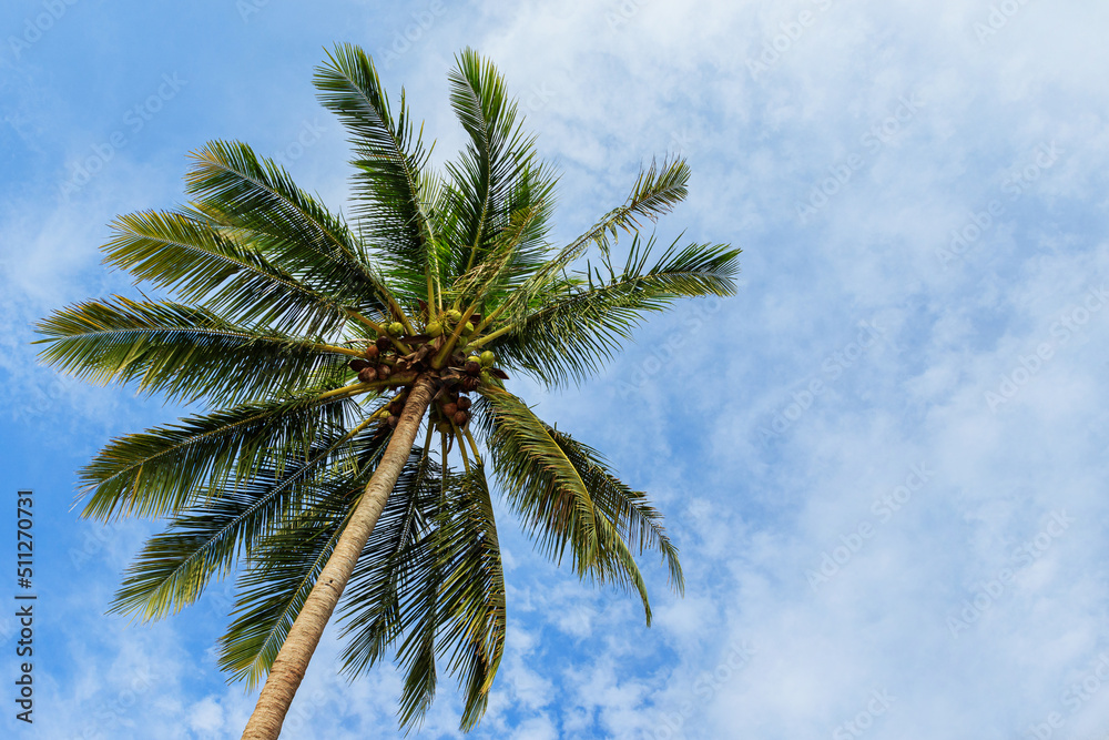 Green coconut palm tree and beautiful sky with clouds