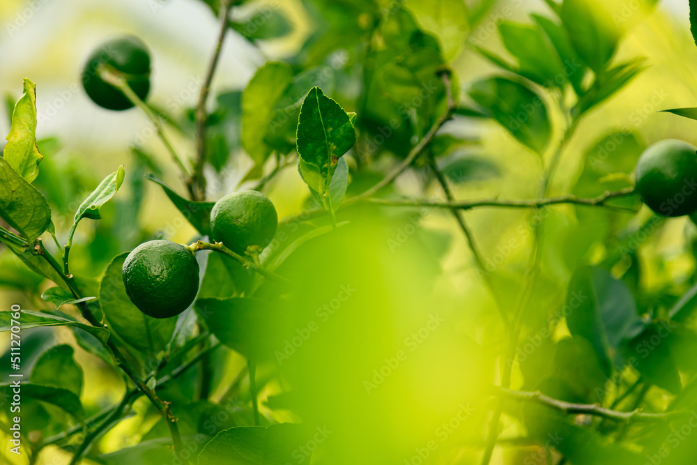 Ripe green lime on the small evergreen tree Ripe green lime on the small evergreen tree