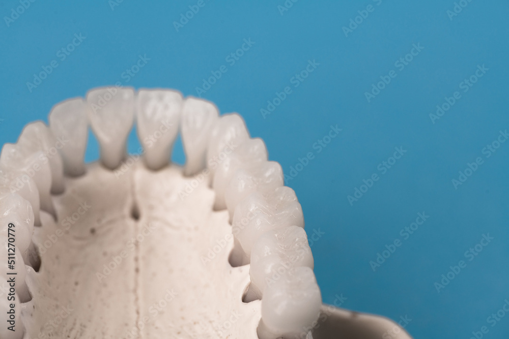 Fototapeta premium Upper human jaw with teeth anatomy model isolated on blue background. Healthy teeth, dental care and orthodontic medical concept. 