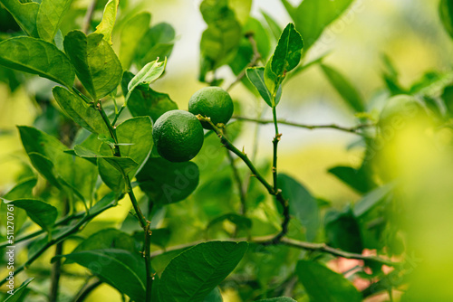 Ripe green lime on the small evergreen tree