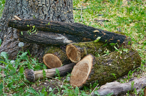 Pruning old trees in the city park. The sawn trunks are stacked in a woodpile. Lumber. Deforestation concept. Harvesting firewood before the onset of cold weather.