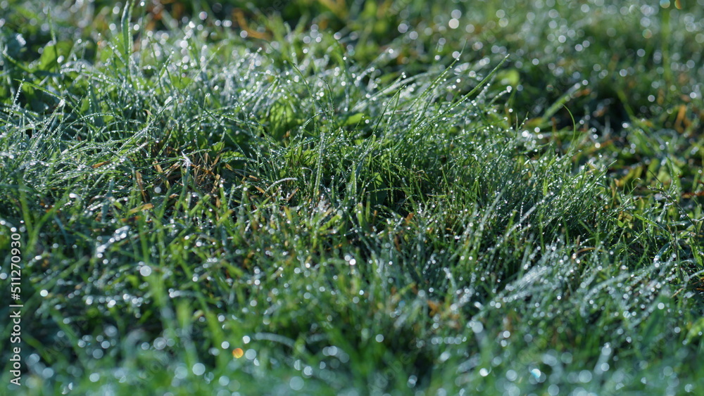 Morning dew green grass close up. Water drops lying fresh greenery autumn time.