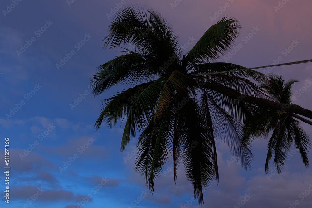 Closeup shot of a palm tree on a cloudy twilight sky background.