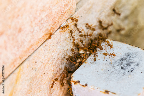 Colony of fire ants swarming wall of human house. photo