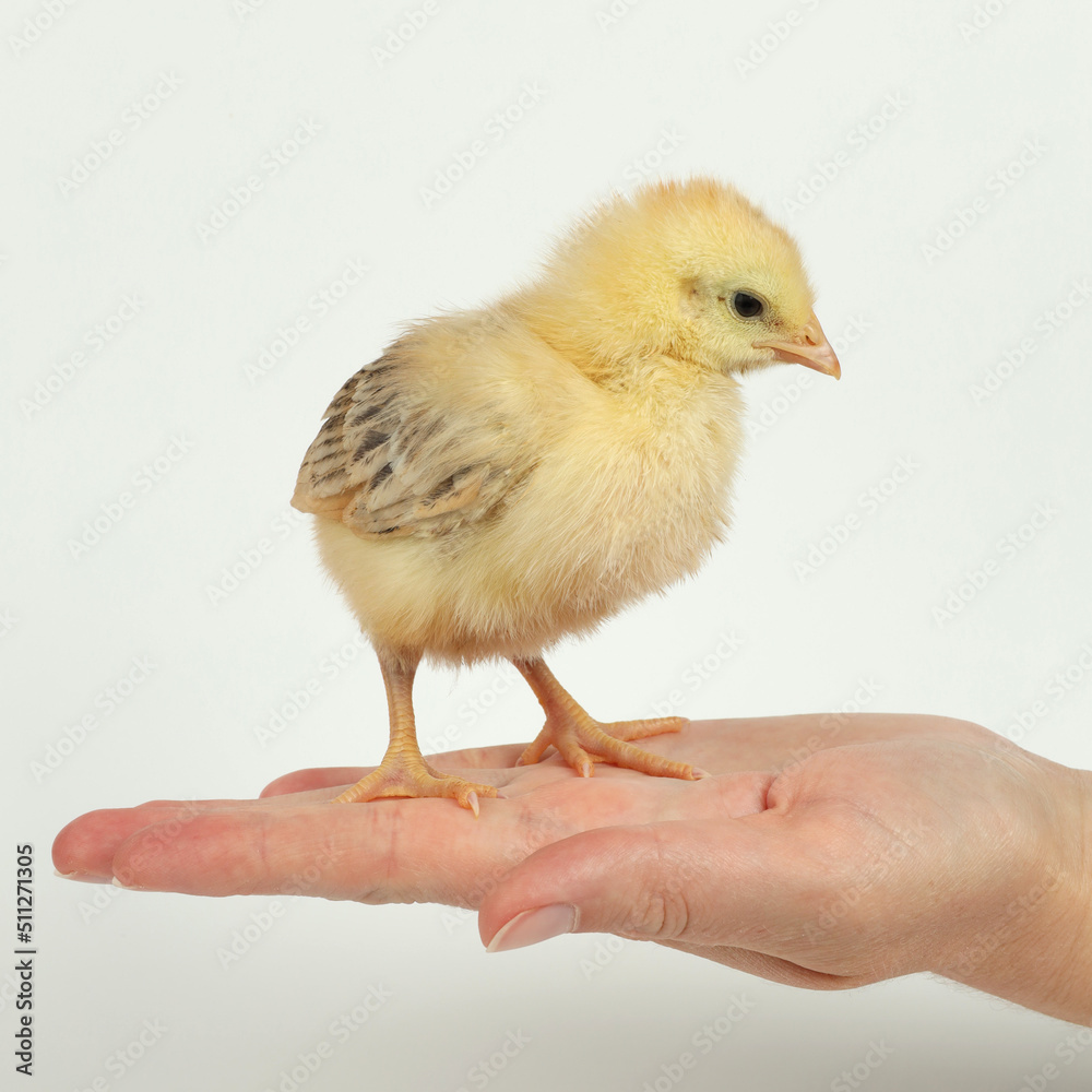 Little yellow chick in hand on a white background. Little yellow chick in hand on a white background.