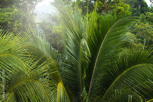 Thick green palm leaves in the tropical rainforest