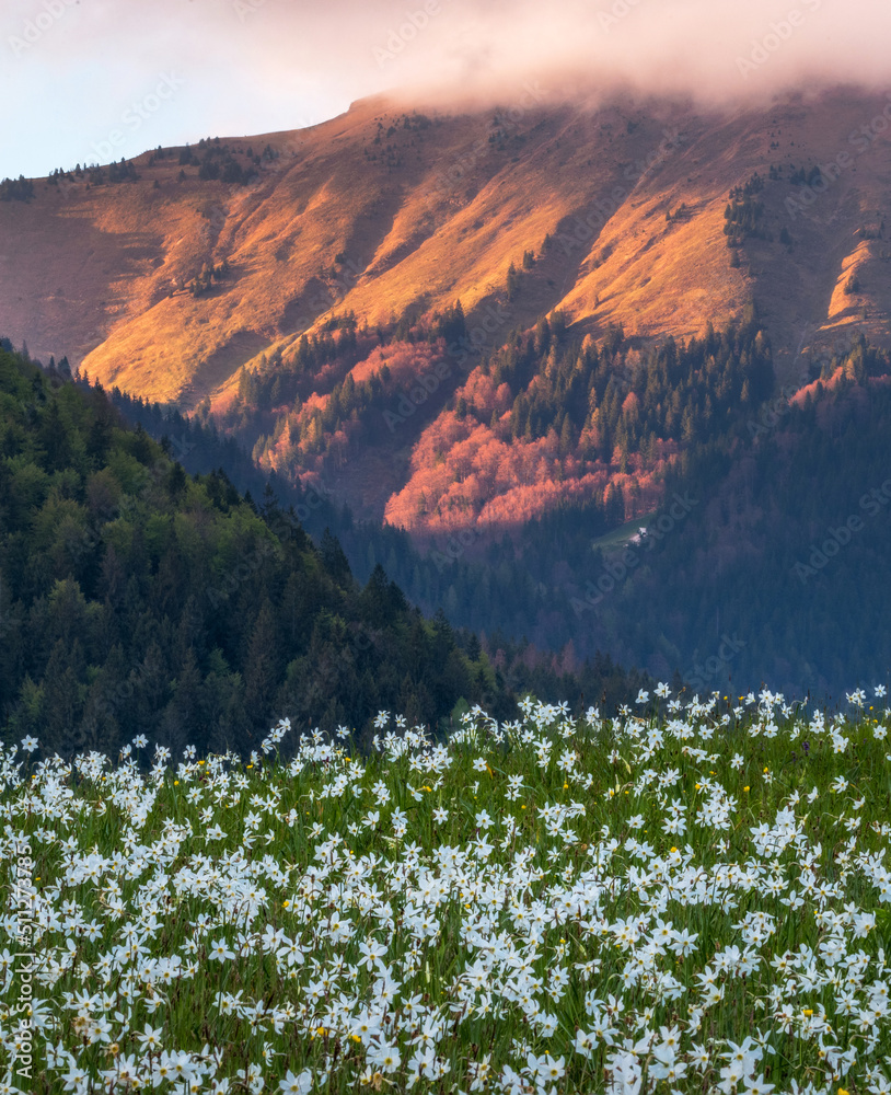 Daffodils in Plavski Rovt in Slovenia in Spring