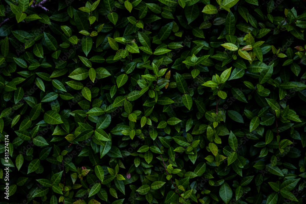 Fototapeta premium Dense leaves texture on a wall