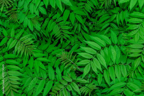Beautiful leaves of the Sorbaria sorbifolia against background. Green leaves of the wild ash in summer.